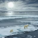 Polar bear mother and cub walking on an ice floe in the Norwegian Arctic
