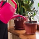 Woman watering a plant in a pot on a windowsill