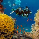 A man and woman scuba diving in the ocean surrounded by colorful marine life