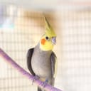 photo of nice parrot in cage, yellow with red cheeks
