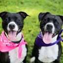 Two black and white bulldogs with their tongues out and scarfs tied around their necks