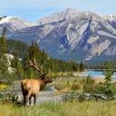 Detail from a national park with an elk in the foreground