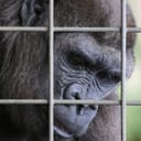 Headshot of a gorilla behind grid