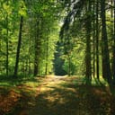 A path in a thick, lush forrest
