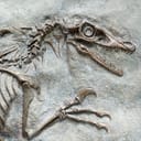 A dinosaur fossil in a stone