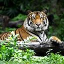 A tiger resting on a piece of wood