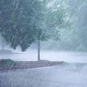 Heavy rain falling on the street and the trees