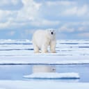 A polar bear standing on a large, floating piece of ice