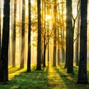 sun shining through the trees