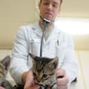 Vet inspecting a kitten
