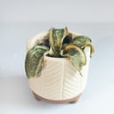 Dead plant of Sansevieria Hahnii or Bird’s Nest Snake Plant or Sansevieria trifasciata in small planter