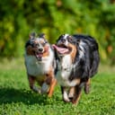 Pair of dogs happily running outdoors