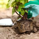 Person planting a plant into soil