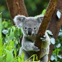 A koala bear holding out on a tree branch