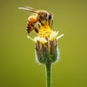 Bee sitting atop a yellow flower
