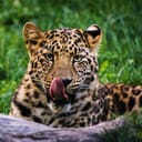 Jaguar licking its nose in the wild