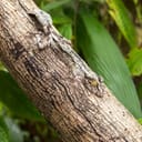 Leaf-tailed Gecko using camouflage to blend in while sitting on a branch