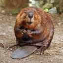 American Beaver with slightly wet fur munching on food