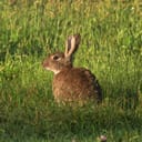 wild European rabbit in Kosciuszko National Park, NSW, Australia