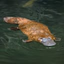 duck-billed platypus swimming in water, a unique semiaquatic egg-laying mammal native to eastern Australia