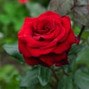 Beautiful red rose in a garden