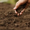farmer's hand checking soil health before planting seeds