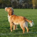 A dog on a grassy meadow with its head lifted high