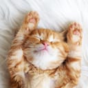 Kitten sleeping in bed on its back