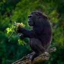 Black monkey in the nature habitat, Uganda in Africa.