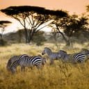 A heard of zebras in a savannah
