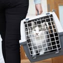 A cat being carried in a carrier