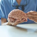 A doctor pointing at a model of the human brain with a pencil