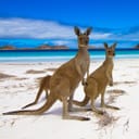 A mob of kangaroos on the beach by the ocean