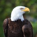 Portrait of an American bald eagle