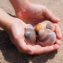 Shell Verb shell (【名詞】貝殼 )意思、用法及發音 | Engoo Words