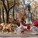 Close-up of a horse-drawn carriage meandering through Central Park.