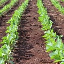 Rows of freshly planted crops