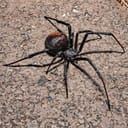 True widow spider on the ground
