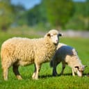 Sheep in a meadow on green grass