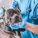 Bulldog being examined by a vet at a clinic