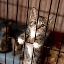 A little tabby kitten in a cage at a cat shelter.