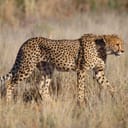 Cheetah in the wild
