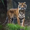 Tiger looking towards the camera