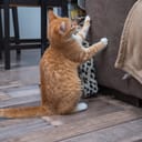 Close-up of a ginger cat scratching the sofa, using it as an alternative to a scratching tree.
