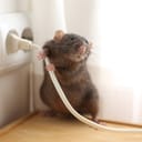 rat near an indoor power socket