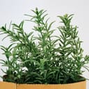Closeup of rosemary plant