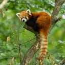 A red panda seated on a tree branch in the wild