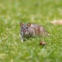 adult brown rat (Rattus norvegicus) on the grass in daylight