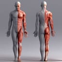 3d rendered illustration of a male muscle system