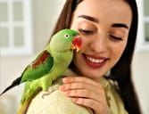 Parrot perched on a woman's shoulder